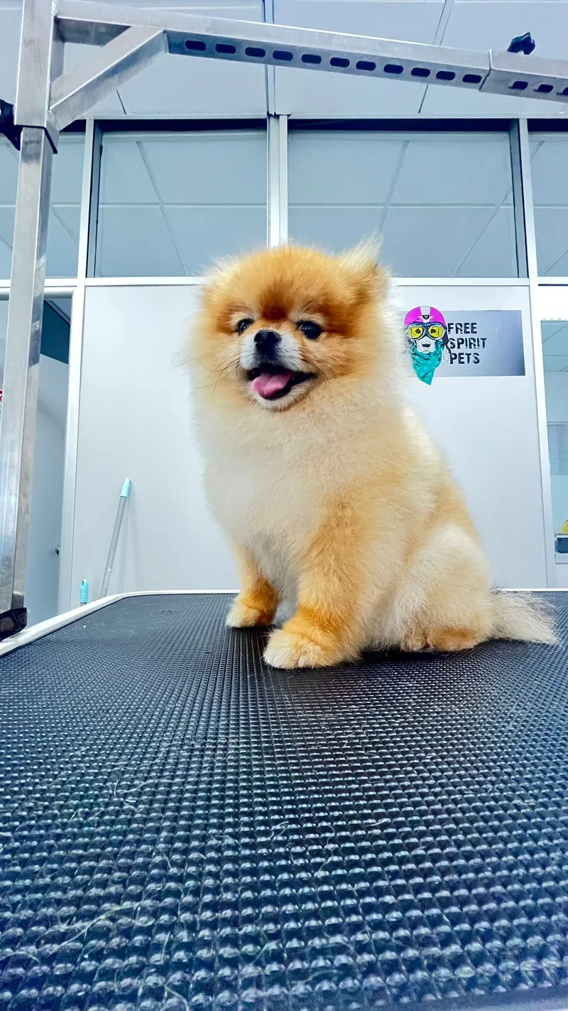 Banho Canino