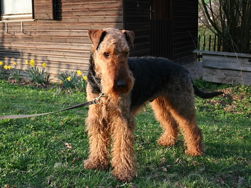 Airedale Terrier