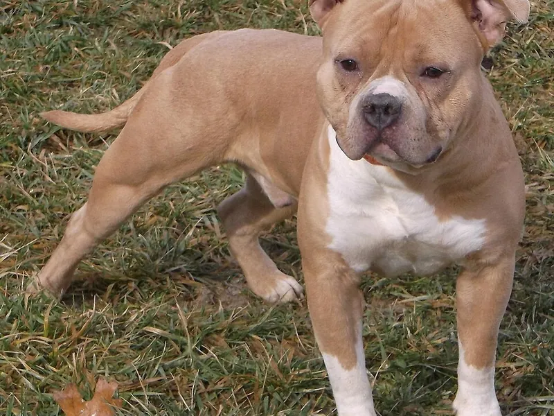 American Bully