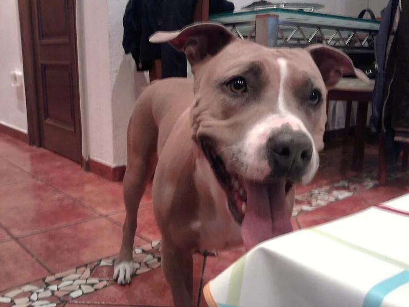 American Staffordshire Terrier
