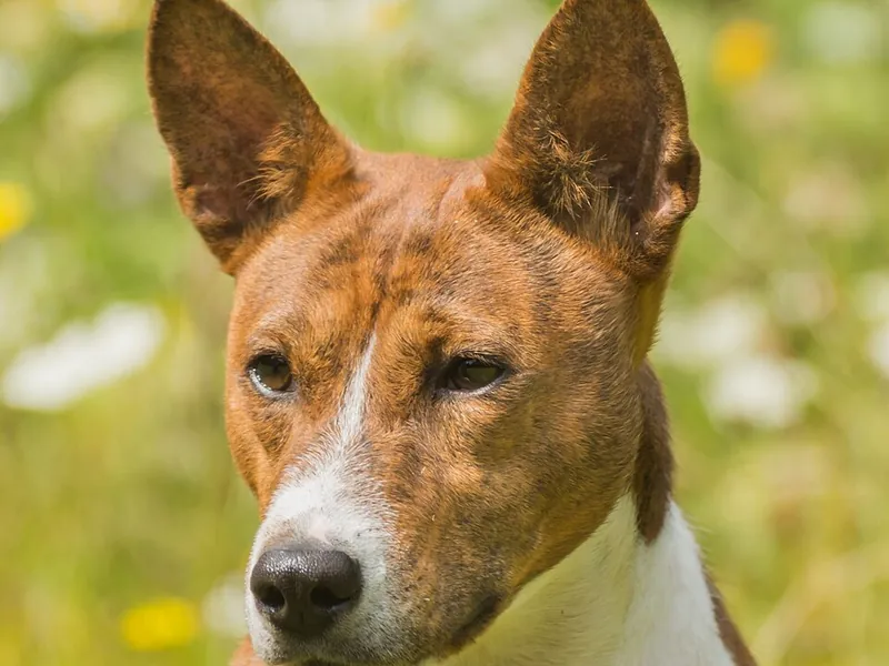 Basenji