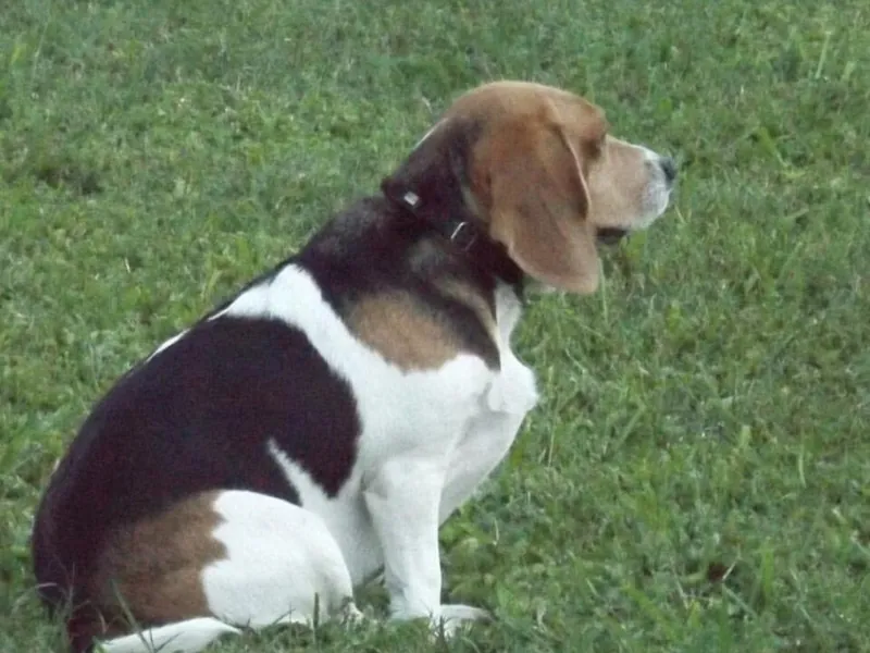 Beagle