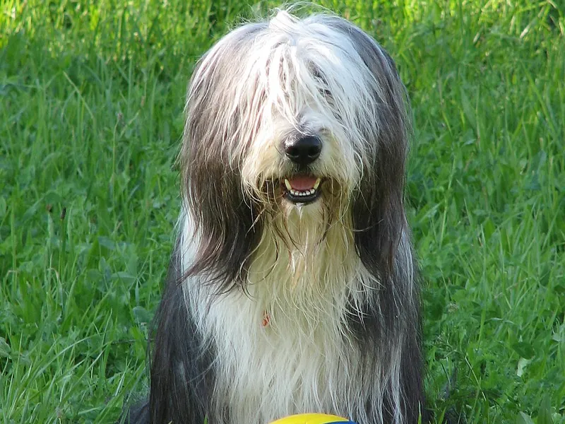 Bearded Collie