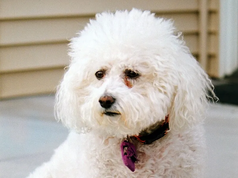 Bichon Frisé