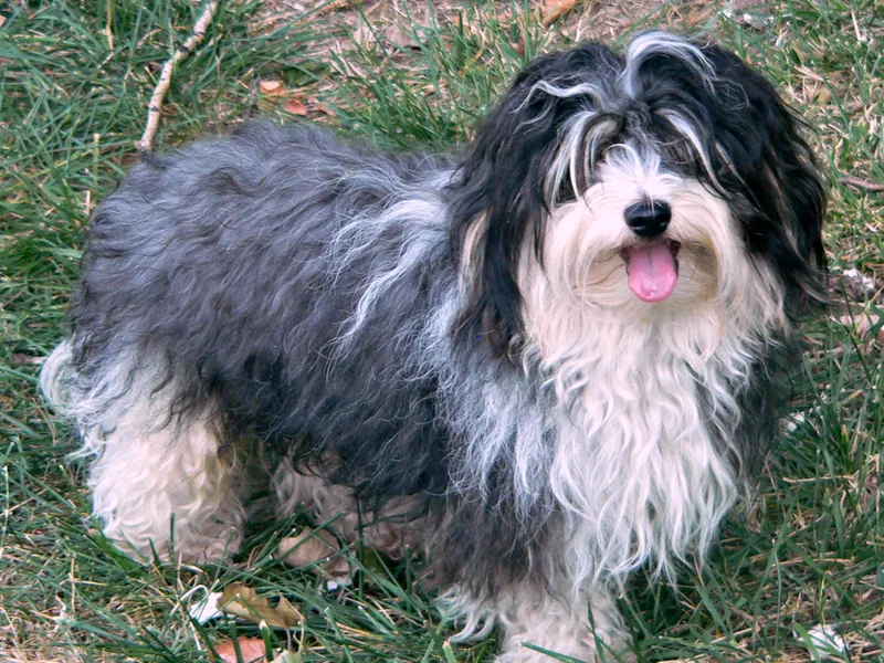 Bichon Havanês
