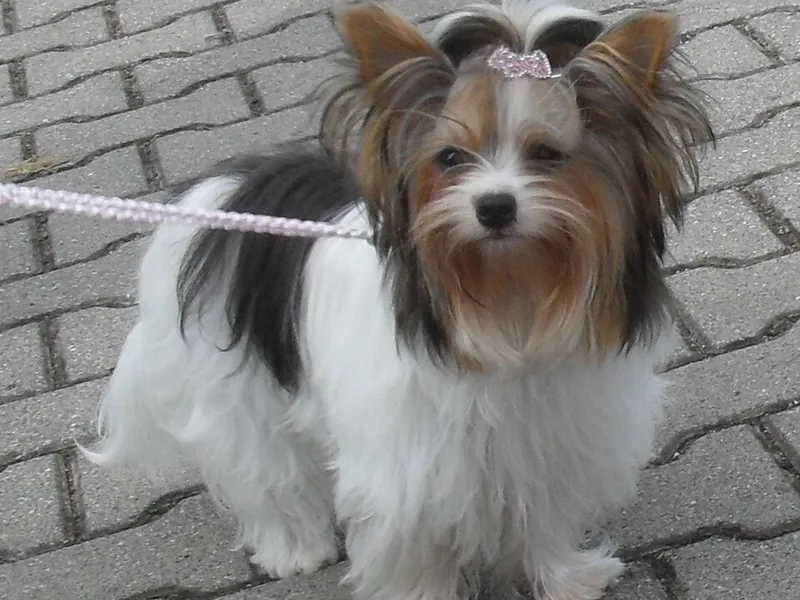Biewer Terrier