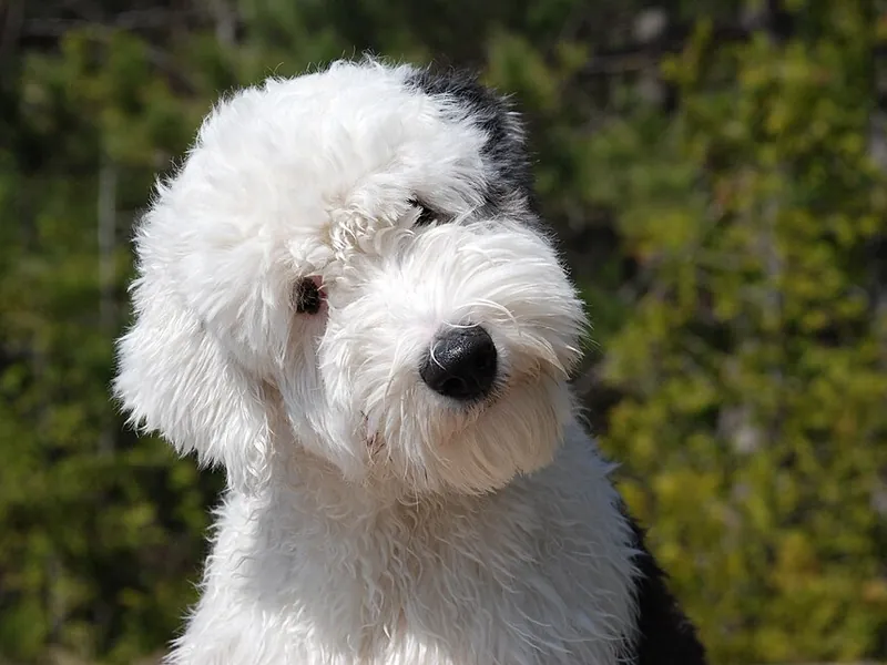 Bobtail (Old English Sheepdog)