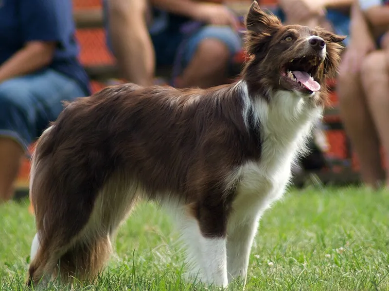 Border Collie