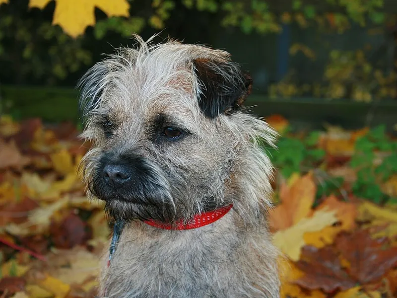 Border Terrier