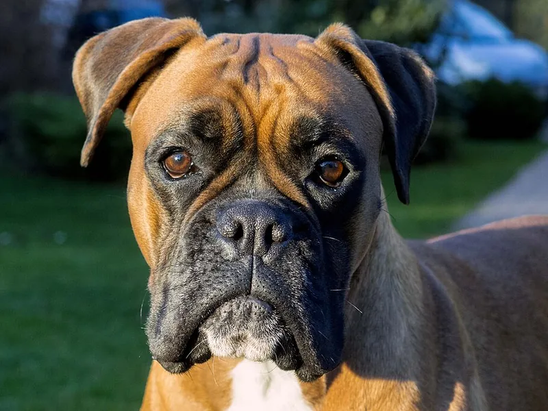 Boxer