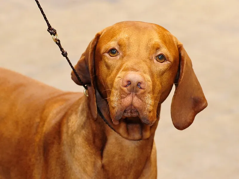 Braco Húngaro (Vizsla)