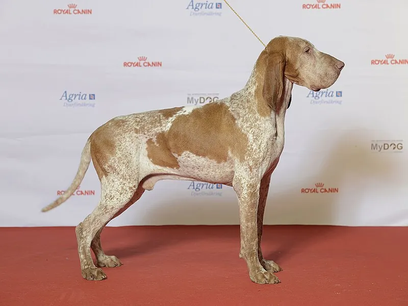 Braco Italiano