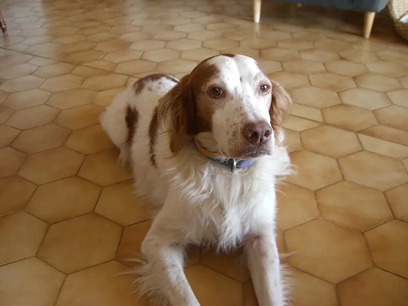 Bretão (Epagneul Breton)