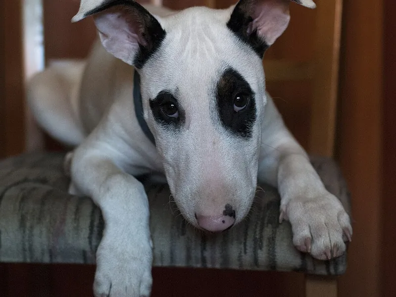 Bull Terrier