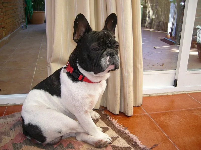 Bulldog Francês