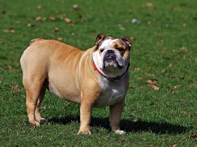 Bulldog Inglês
