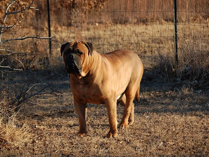 Bullmastiff