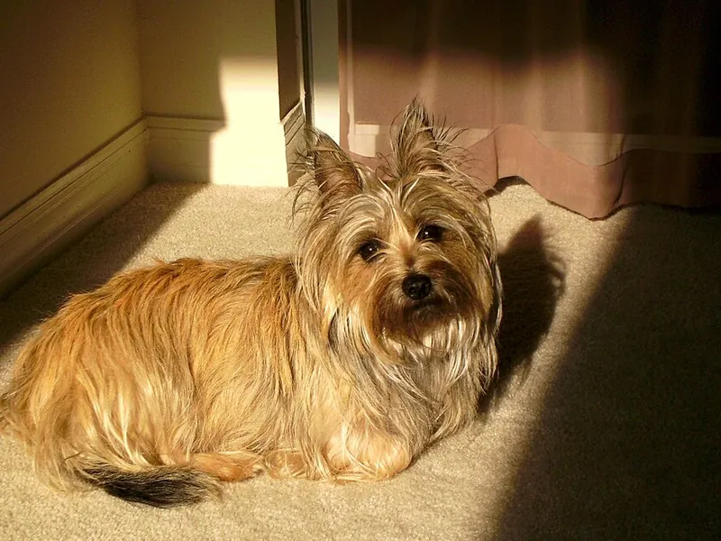 Cairn Terrier