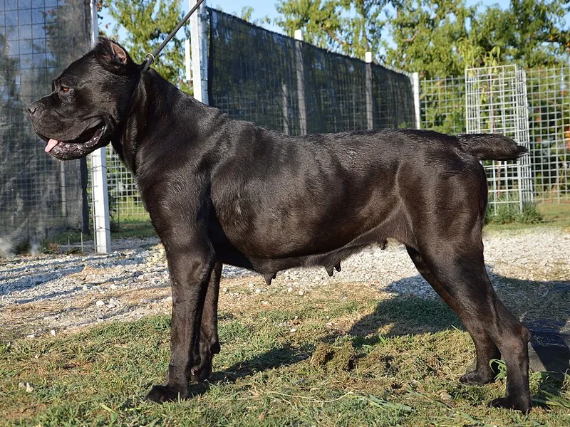 Cane Corso