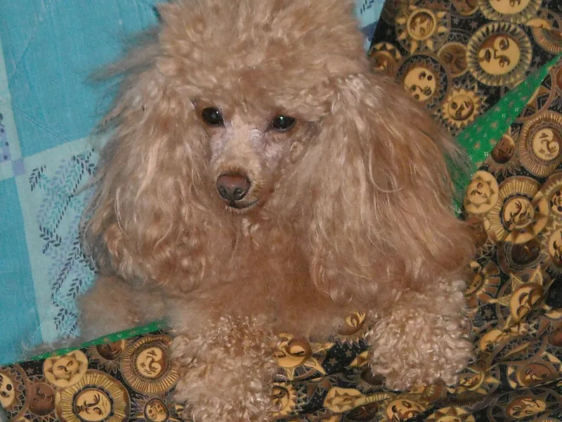 Caniche