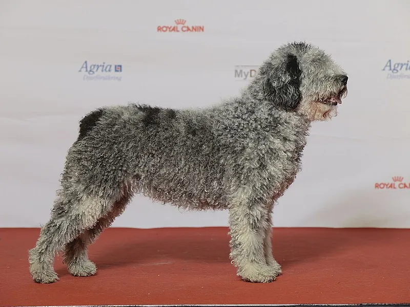 Cão de Água Espanhol
