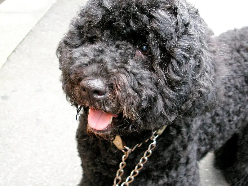 Cão de Água Português