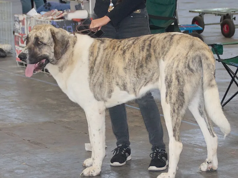 Cão de Gado Transmontano