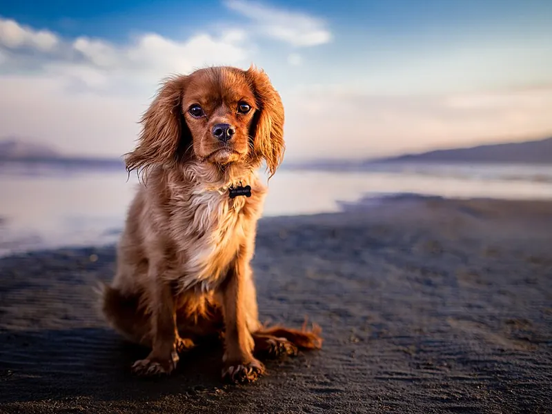 Cavalier King Charles Spaniel