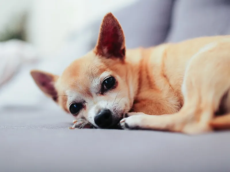 Chihuahua