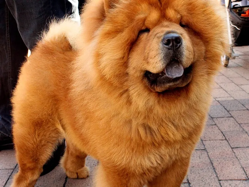 Chow Chow