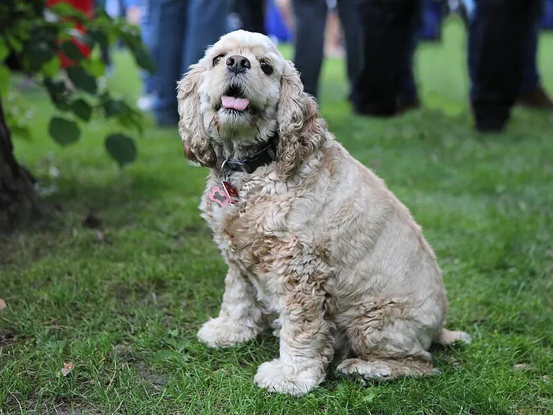 Cocker Spaniel Americano