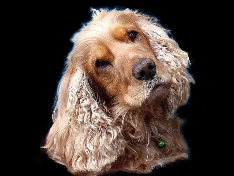 Cocker Spaniel