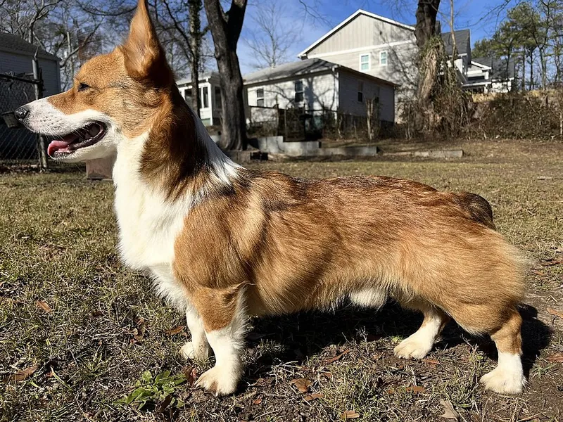 Corgi