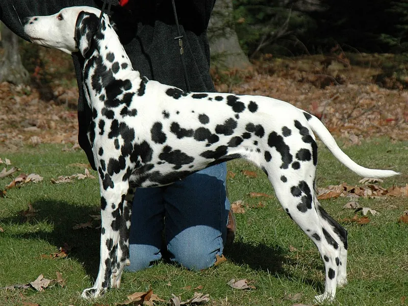 Dálmata