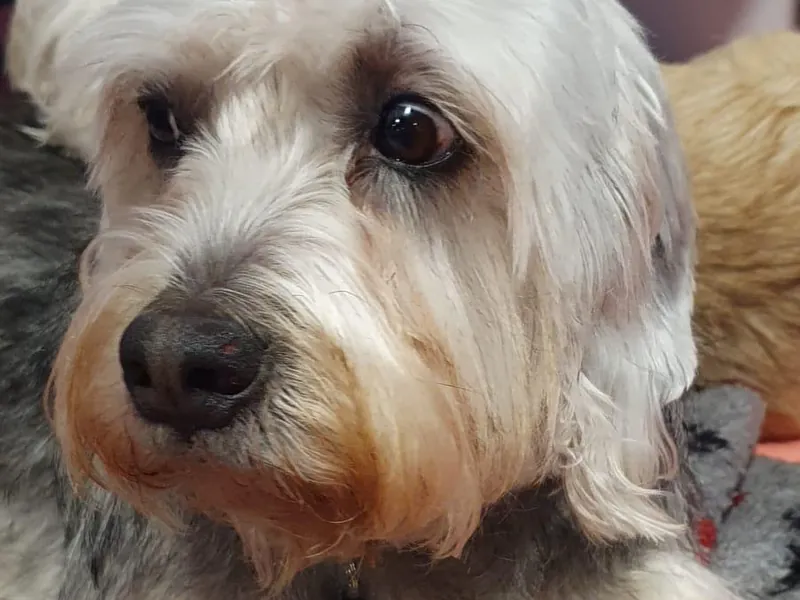 Dandie Dinmont Terrier