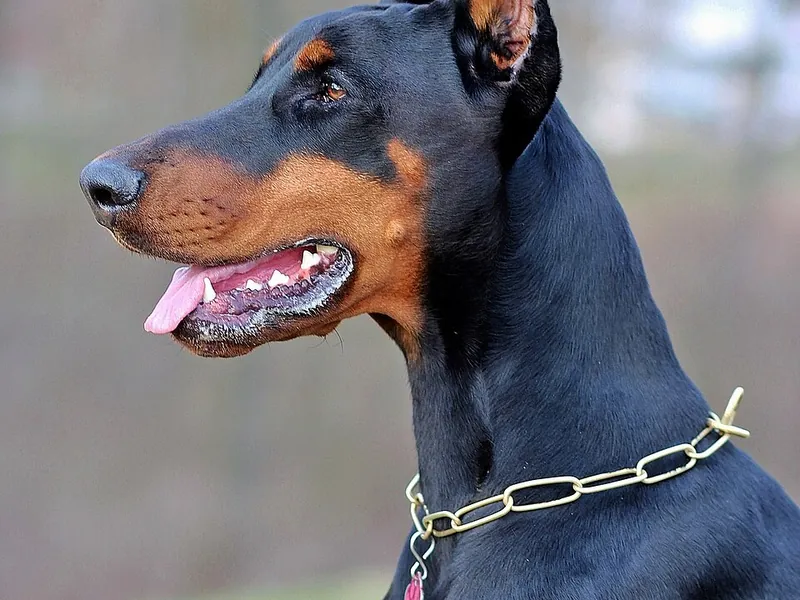 Dobermann