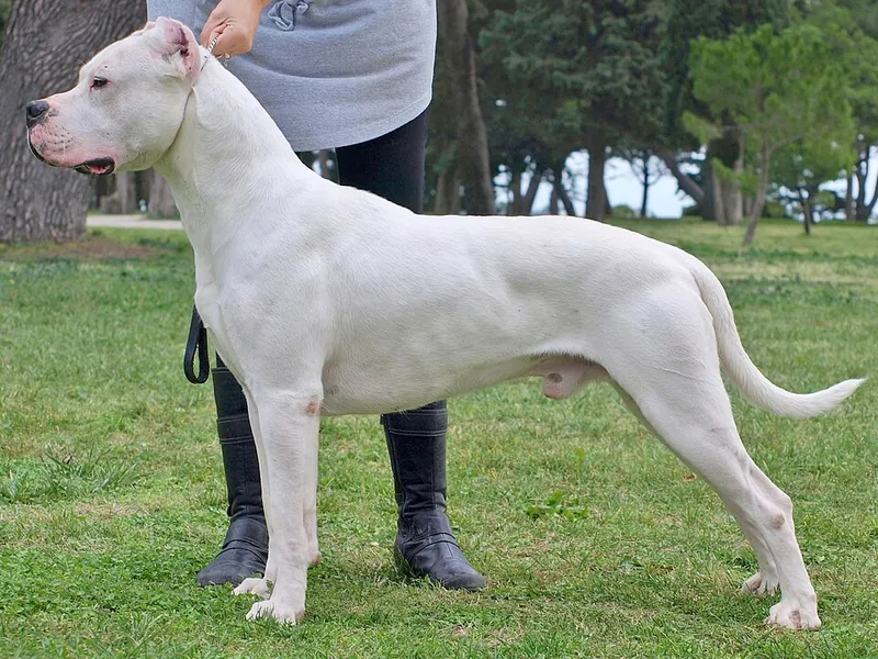 Dogue Argentino