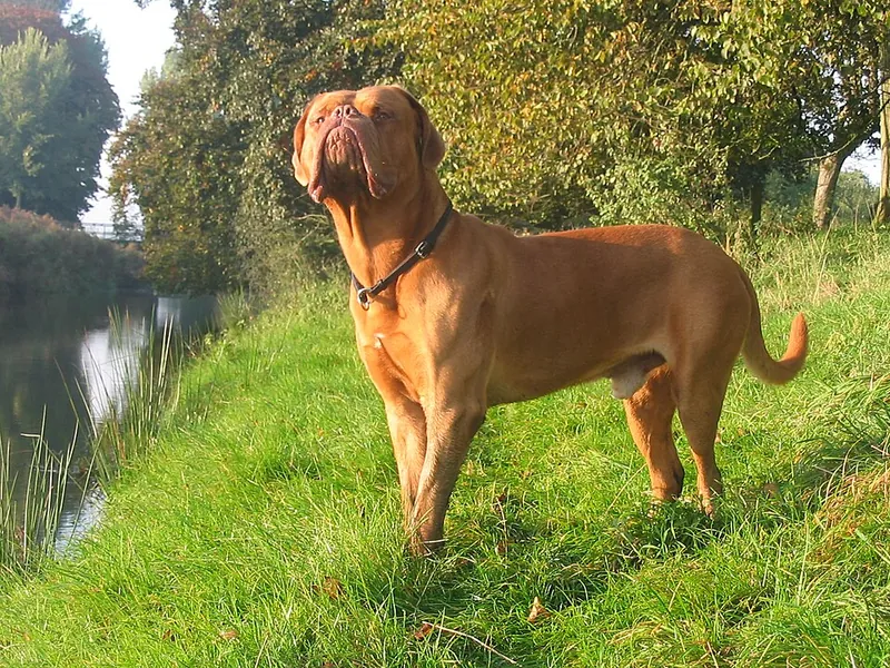 Dogue de Bordéus