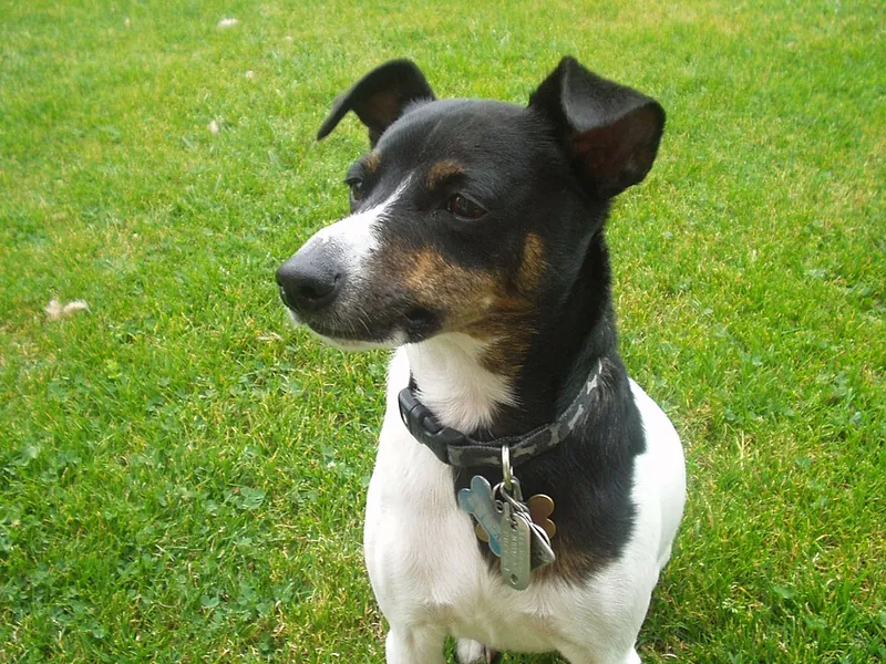 Fox Terrier