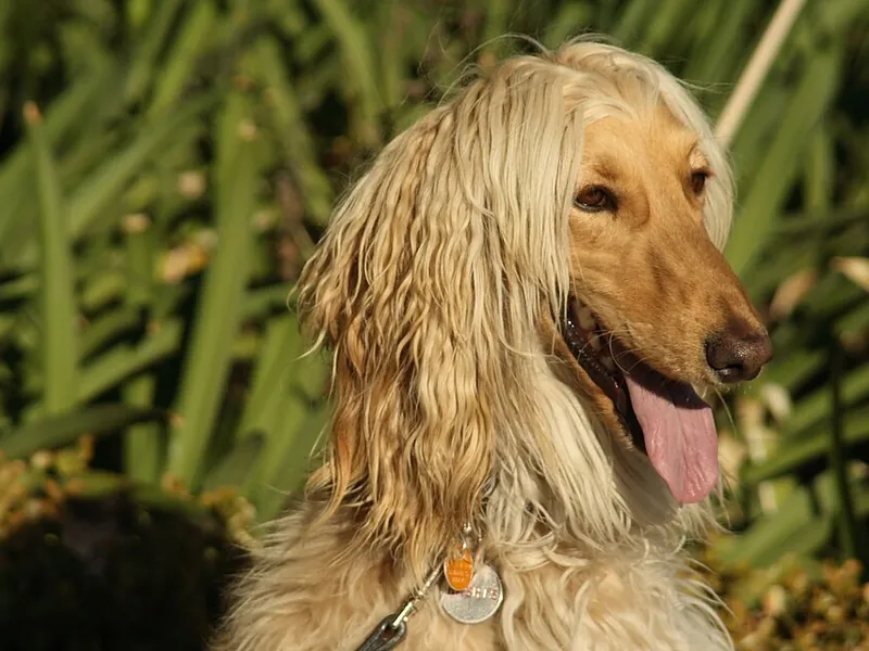 Galgo Afegão