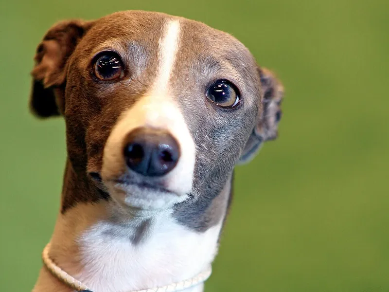 Galgo Italiano