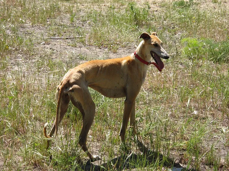 Galgo