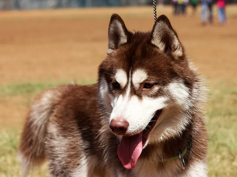 Husky Siberiano