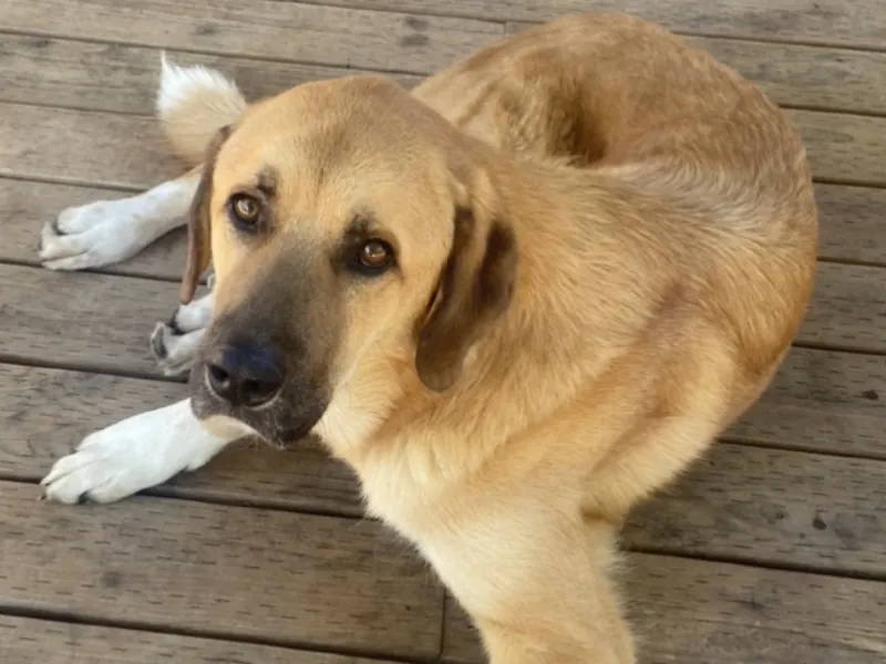 Kangal (Pastor Turco)