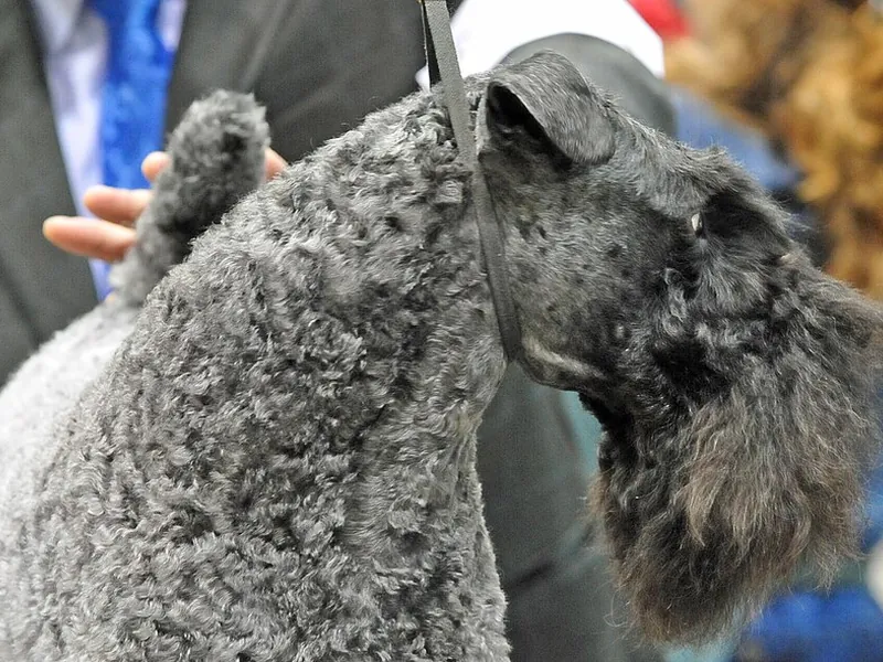 Kerry Blue Terrier