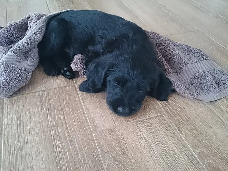 Labradoodle