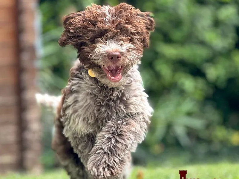 Lagotto Romagnolo