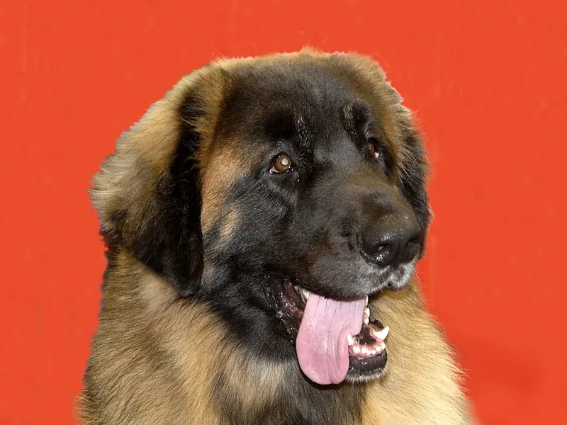 Leonberger