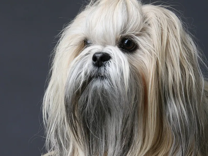 Lhasa Apso