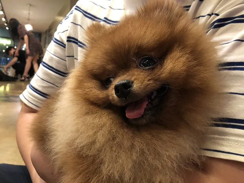 Lulu da Pomerânia